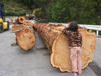 大きな木材と子供①